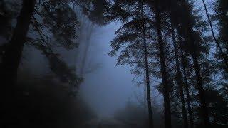 Virtual Drive Through The Dark and Foggy Forest  Rain and Thunder