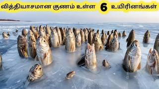 ஆச்சரியமான உயிரினங்கள்  Six Amazing Talent Creatures  Tamil Info Share