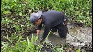 Cari ikan digenangan air saat mau musim panen padi menemukan sarang ikan #KOOKIKO