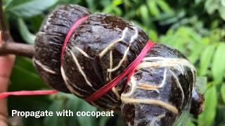 How to Air Layer Propagation Fruit tree  longan