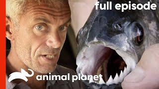 River Monsters Jeremy Wade Investigates the Piranha S1 E1  Full Episode