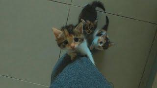 Adorable Kittens Lose Their Minds Over Chicken