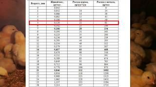 Бройлеру 5 сутоквводим витамины