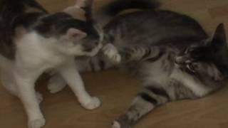 Brutal Cat Fight