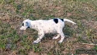 SETTER YAVRU AV KÖPEĞİ EĞİTİMİ