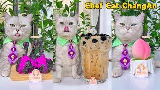 Enjoy TASTY Food And HELPFUL Tips With Chef CatCat Cooking Food  Cute And Funny Cat