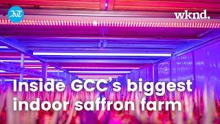Inside GCC’s biggest indoor saffron farm