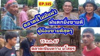 EP.315 ราคาวัววันนี้ 15 ก.ค. 67 ตลาดนัดบ้านเชียงหวาง จ.ยโสธร