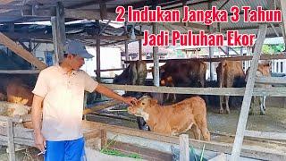 Cara Mengembangbiakan Populasi Ternak Sapi Sistim Breeding