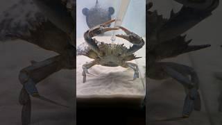 Injecting my crab with shrimp #pets #aquarium #crab