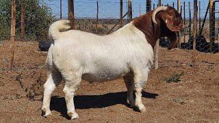 Boer Bucks Big size  Boer Goat