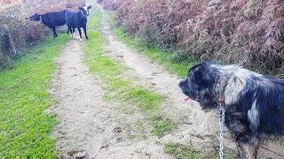 illyrian Shepherd DOG Vs Mad Cow  things escalated quickly 