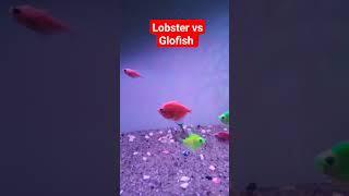 LOBSTER DAN GLOFISH