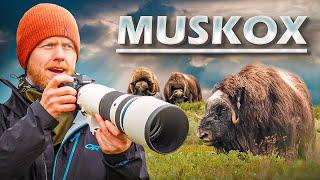 An Amazing Adventure of Wildlife Photography at Dovre Norway