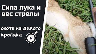 Про силу лука и вес стрелы  Охота на дикого кролика