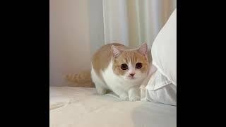 Cute cat aiming towards her goal    cute cat videos  CUTIFY