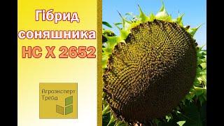 Соняшник НС Х 2652  опис гібриду  - насіння в Україні