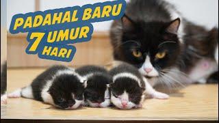 ANAK KUCING PERSIA KEMBAR BUKA MATA PERTAMA KALI