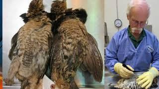 West Nile Virus found in Michigan ruffed grouse