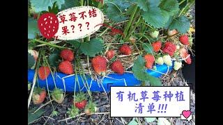Tips for growing strawberries in containers 盆栽草莓高产种植攻略：草莓浇水，施肥，种植深度以及方向. #家庭有机种植