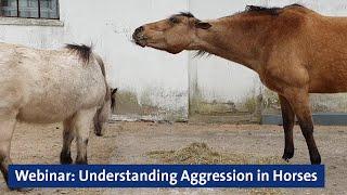 Webinar Understanding Aggression in Horses