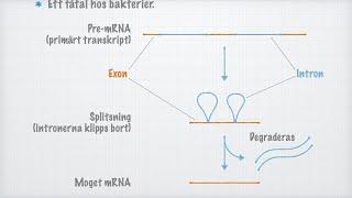 Hur mRNA-molekylen mognar splitsning