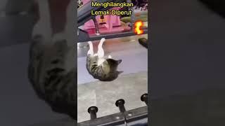 Kucing Sit Up - Gym dulu guys 
