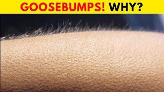 Why do we get Goosebumps?