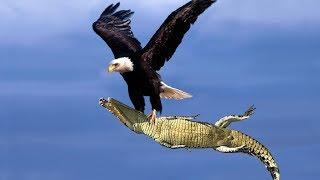 The Best Of Eagle Attacks 2018 - Most Amazing Moments Of Wild Animal Fights Wild Discovery Animals