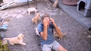 Golden Retriever Puppy Attack