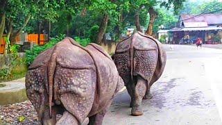 Walking behind Rhinos New Year vibes 2081 Nepal chitwan national park  Rhino in Nepal #wildlife