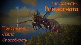 Риниогната приручение седло способности  Rhyniognatha full information