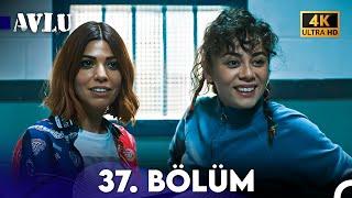 Avlu 37. Bölüm 4K