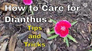 How to Care for Dianthus - Planting Dianthus - Dianthus Tips and Tricks - Dianthus Annual Perennial