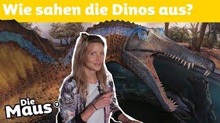 So wird ein Dinosauriermodell gebaut  DieMaus  WDR