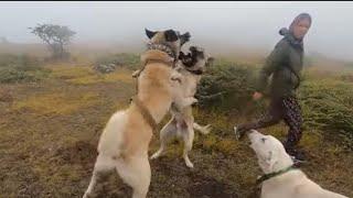 KÖPEKLER KAVGA EDERKEN BENİDE ISIRDILAR DİZİM KÖTÜ..