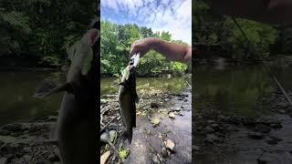 Passaic River BiG Smallmouth-And Channel Catfish on Swimbaits 1st fish 7.50 sec-2nd 12.30sec-