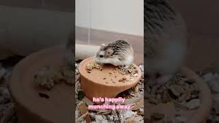 Ashs Encounter with a New Seed Mash Delight #pets #hamstertreats