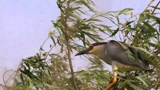 Danube Delta Romania