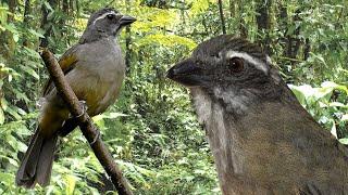 Only female of Green-winged Saltator bush calling and machinating to drive her machines crazy 