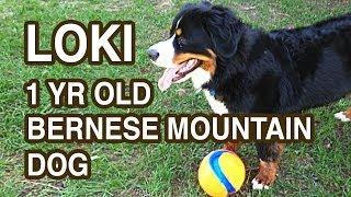 Bernese Mountain Dog - 1 Year Old