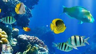 2 Hours of Beautiful Coral Reef Fish Relaxing Ocean Fish & Stunning Aquarium Relax Music