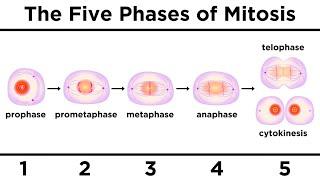Mitosis How One Cell Becomes Two