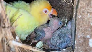 Panen lovebird mutasi sultan auto langsung pasang ring