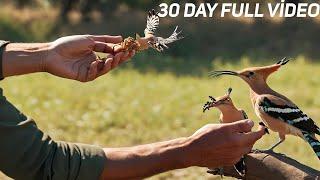 I tamed wild birds in 30 days - Now we live together