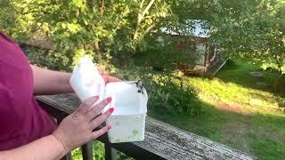 Ruby throated Hummingbirds release