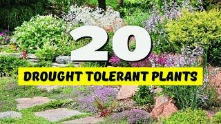  20 BEST Drought Tolerant Plants for YOUR Garden  NO WATER? NO PROBLEM 