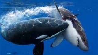 Orcas Attack Great White Shark - Neptune Islands South Australia.