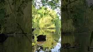 Семейка лысух на озере Coot family on the lake #birds #animals #cute #cuteanimals #shorts