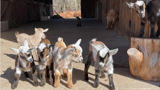 Little Betty keeps up with the other goat kids